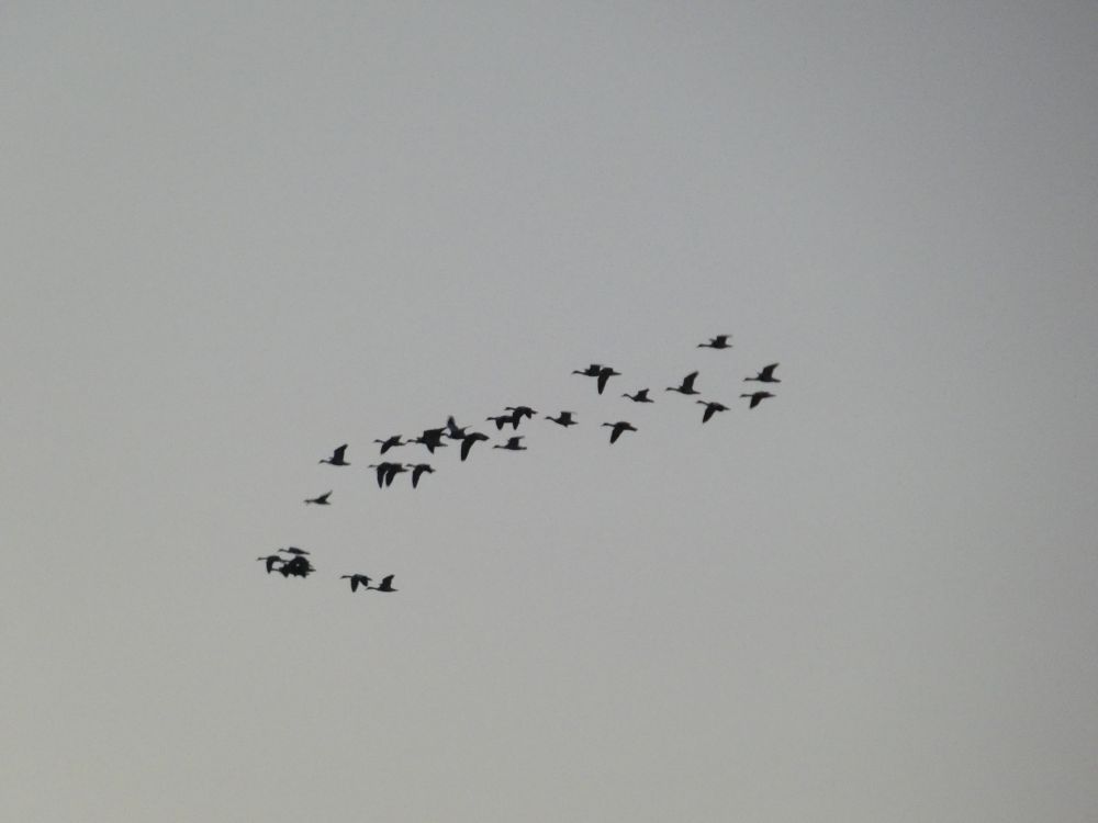 Shelduck