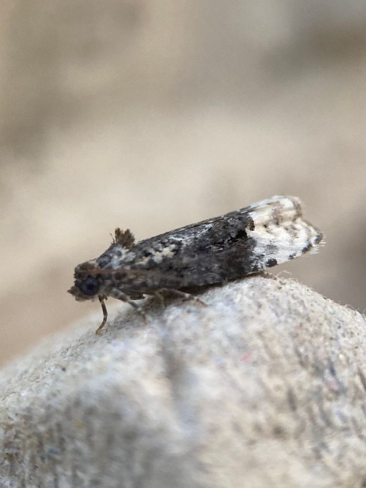 Apotomis Betuletana