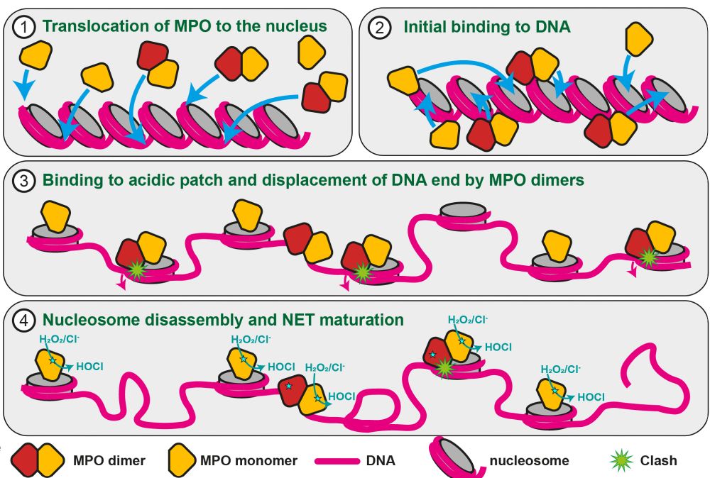 Scheme of the NETosis mechanism and MPO's dual role in it. Panel (1) shows chromatin and MPO monomers and dimers binding to it. In panel (2) we see that both will bind to the acidic patch on nucleosomes. Step (3) is the decondensation by prevention of hitone stacking upon MPO binding. In the case of MPO dimers, there is a clash with the nucleosomall DNA. (4) nucleosomes bound by MPO dimers have mostly disassembled, so that almost only MPO monomers are still attached to mature NETs. Their role is the production of reactive oxygen species at the site of inflammation.