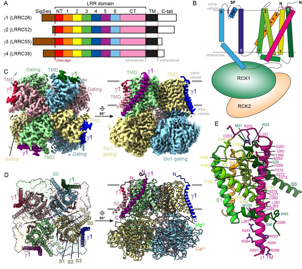Figure 1 of the linked preprint showing an overview of the structure of the Slo1-γ1 complex. 

A) Schematic representation of γ subunit domain organization
B) Cartoon scheme of γ1 helix binding across the Slo1 voltage sensor
C) EM density showing γ1 transmembrane helices binding to Slo1
D) Same depicting the molecular model as cartoon
E) Closeup of one γ1 transmembrane segment including transmembrane helix, extracellular hook and intracellular polybasic stretch binding to a Slo1 voltage-seonsor