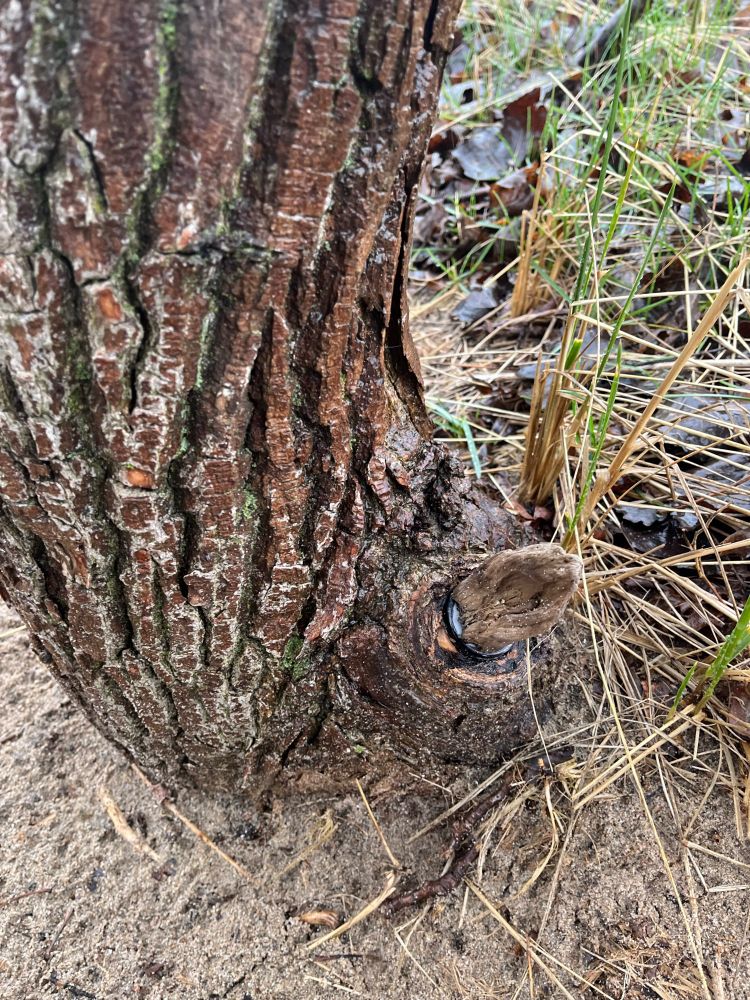 A photo of the base of a tree on a sandy beach. There is a small stump of a branch sticking out the side
