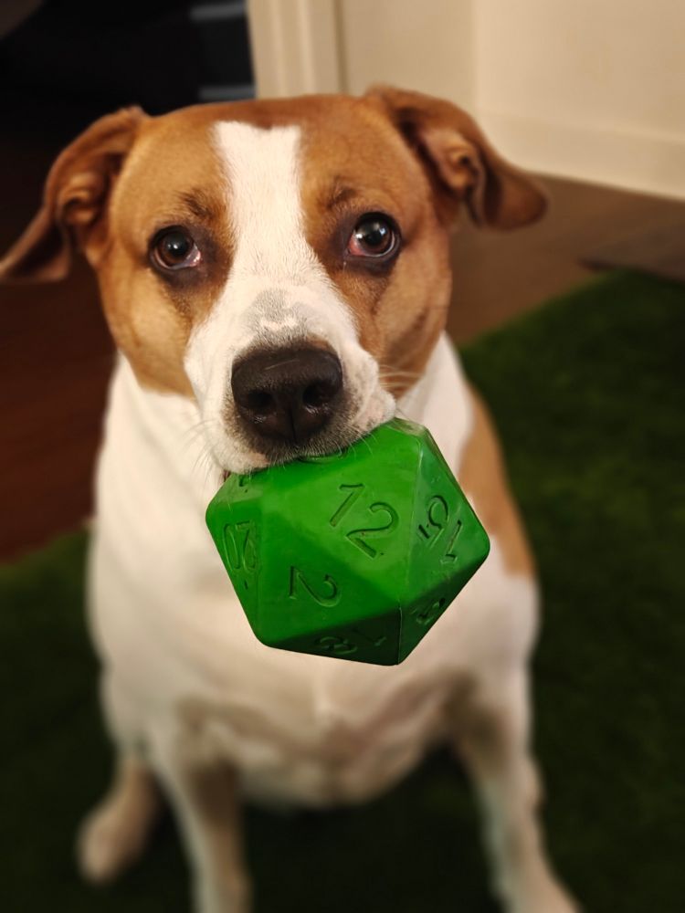 Very serious brown and white dog with a large D20 in her mouth, ready to roll for initiative.