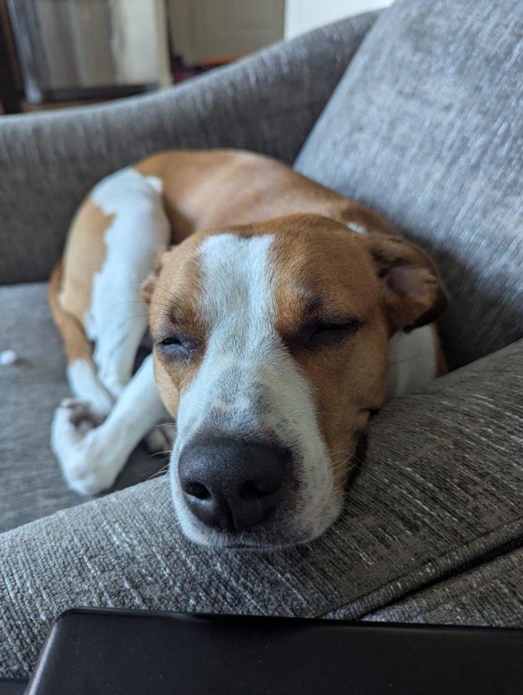 Brown and white pup snoozing in a chair