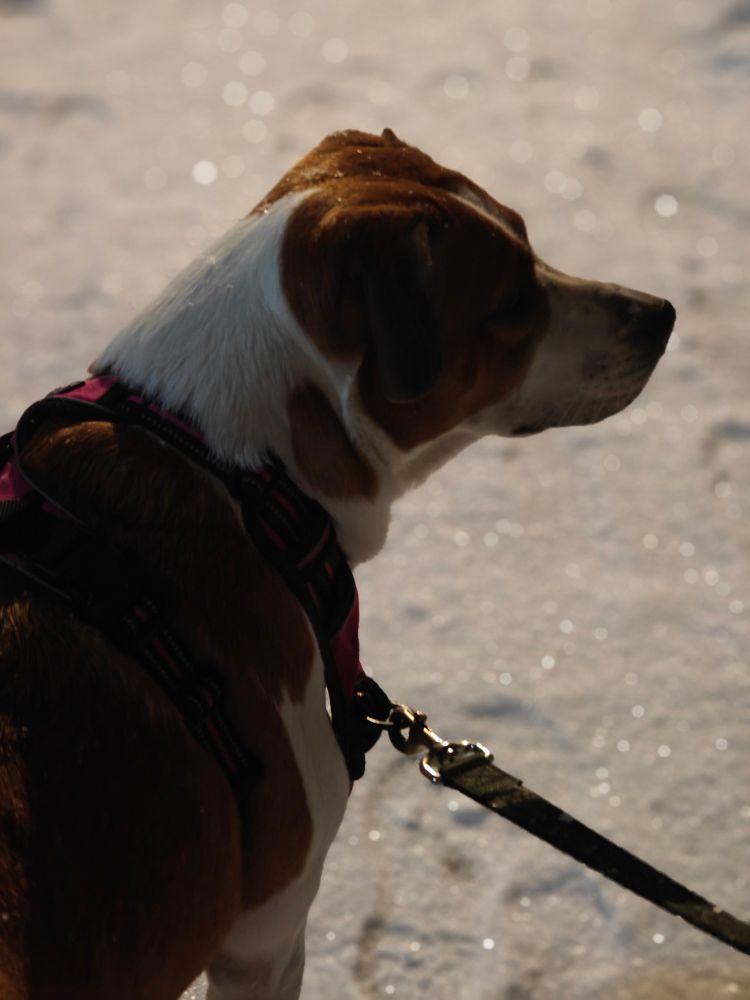 Brown and white dog thinking her thoughts on a cold snowy night