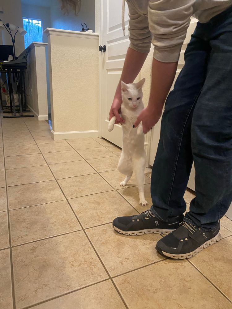 peanut the white cat on his hind legs dancing with help from matt