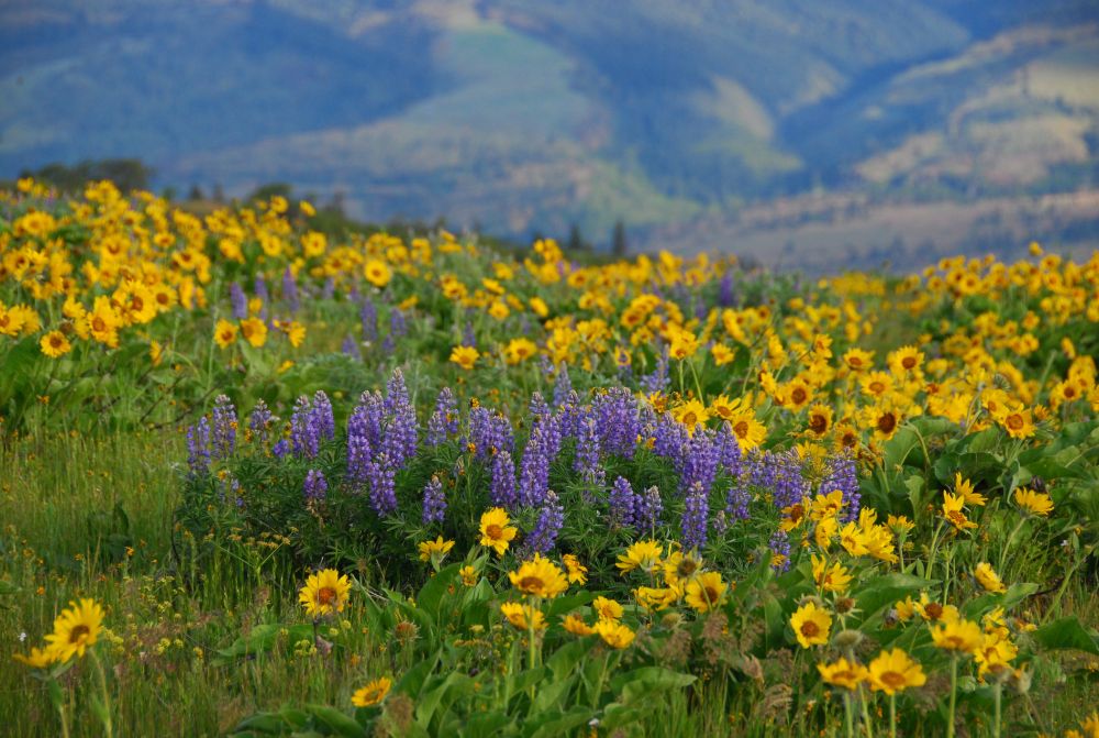 Spring flowers in Rowena Crest on the east side of the Columbia River Gorge