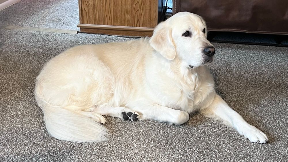 Champ looking comfortable this morning.