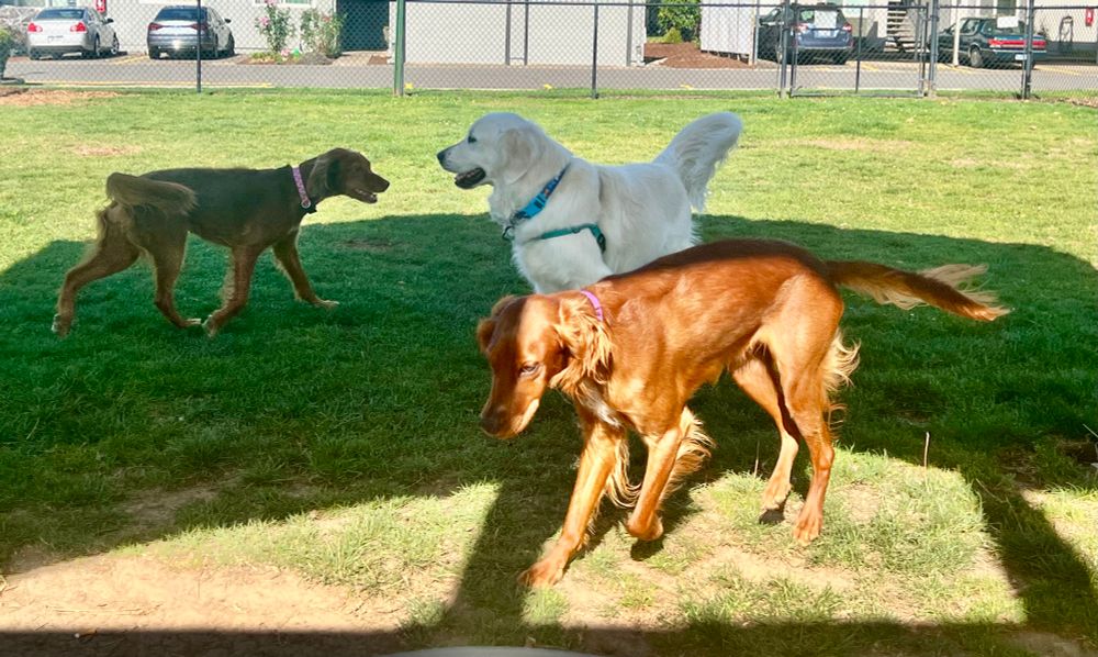 Champ with both of the Irish Setters 