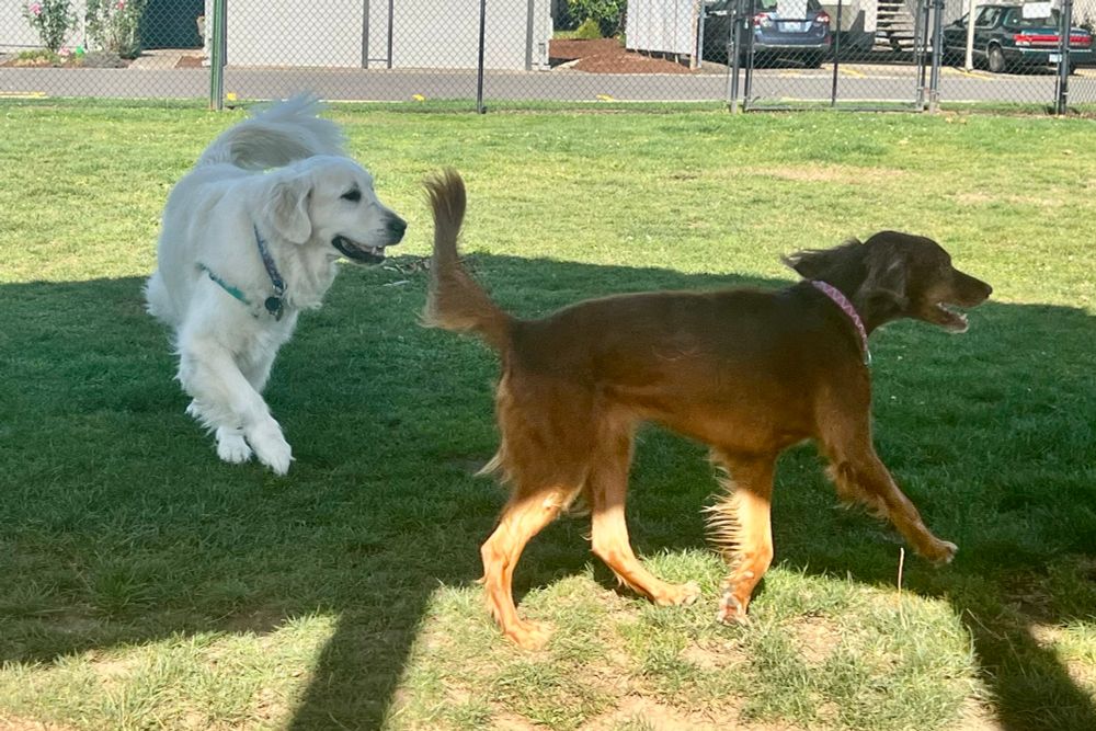 Champ with one of the Irish Setters 