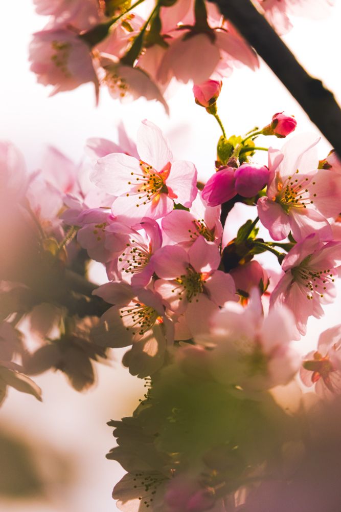 A cherry blossom in focus in the upper center of the photo, backlit by the sun. Deep yellow hue over the whole image from the sun facing the lens, while the surrounding flowering show a vibrant pink purple. Flowers in the foreground are blurry and out of focus and help frame the in focus flower in the upper center of the photo 
