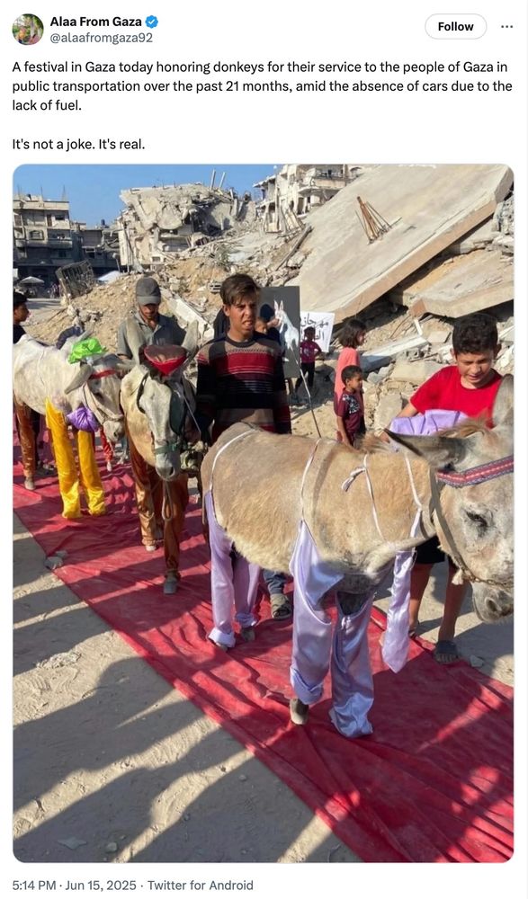 Screencap of a tweet showing a photograph of donkeys wearing hats and silk leggings, paraded with their owners on a red carpet alongside the rubble of Gaza. Text reads: 'A festival in Gaza today honouring donkeys for their service to the people of Gaza in public transportation over the past 21 months, amid the absence of cars due to the lack of fuel. It's not a joke. It's real'
