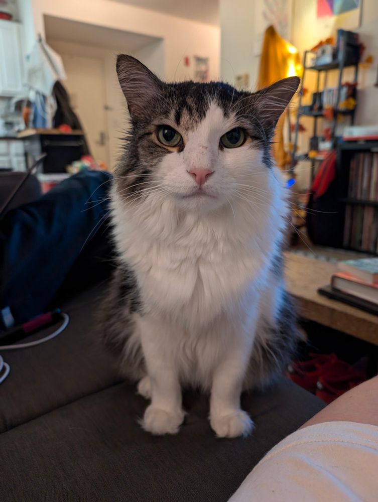 Wednesday the grey and white cat sitting politely on the couch and looking into the camera.