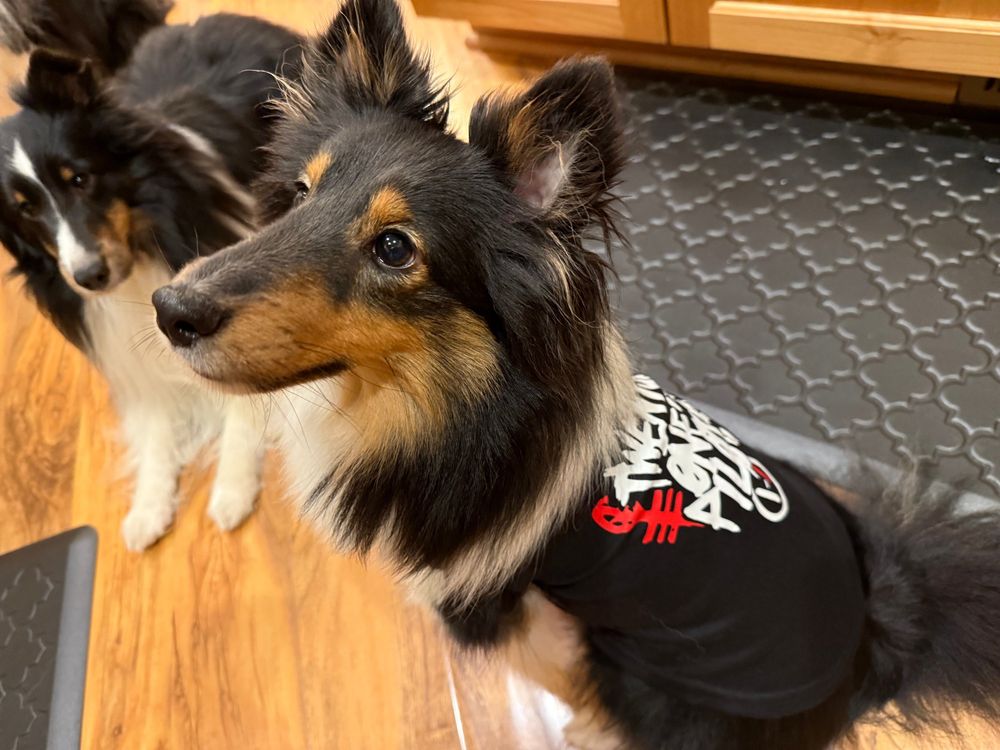 A small tricolored (black, brown, white) Shetland Sheepdog wearing a twenty øne piløts shirt