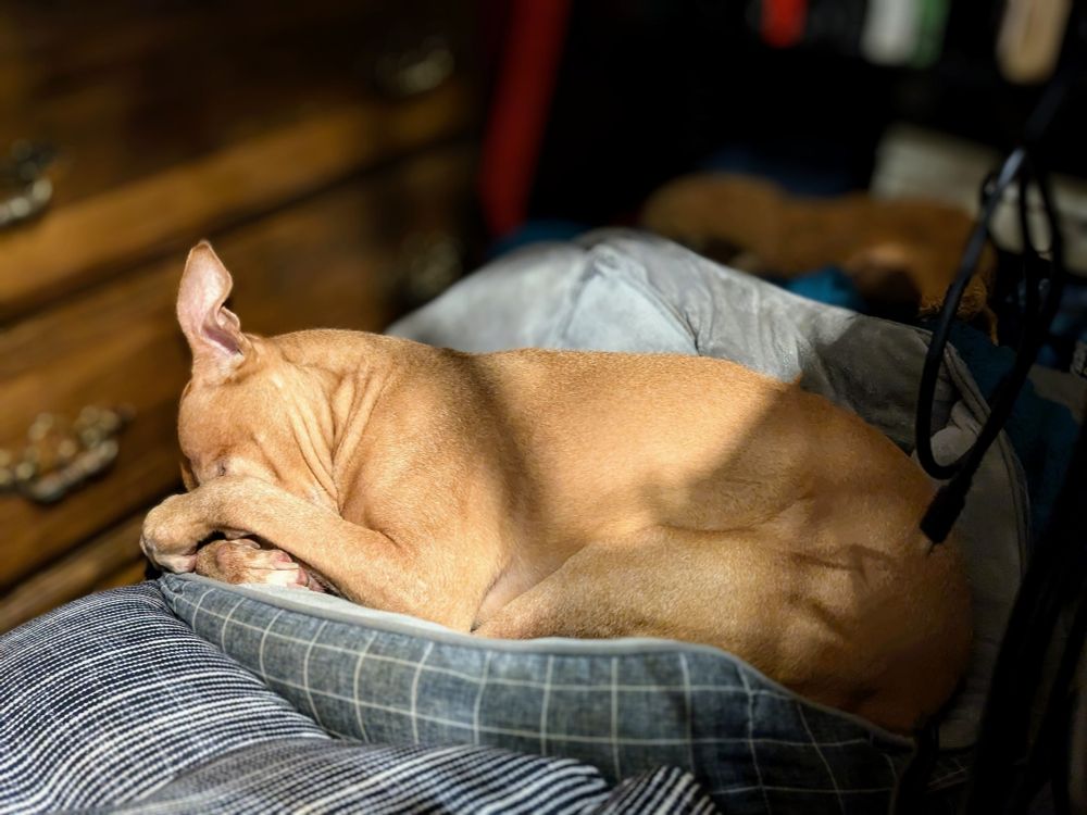 A red dog curl up on a gray mat with her nose buried under her front paws dozing