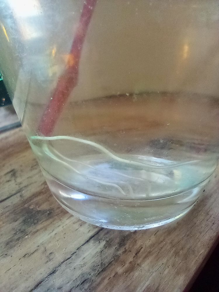 A fuchsia cutting in a shotglass of water. Small wavy roots are visible.