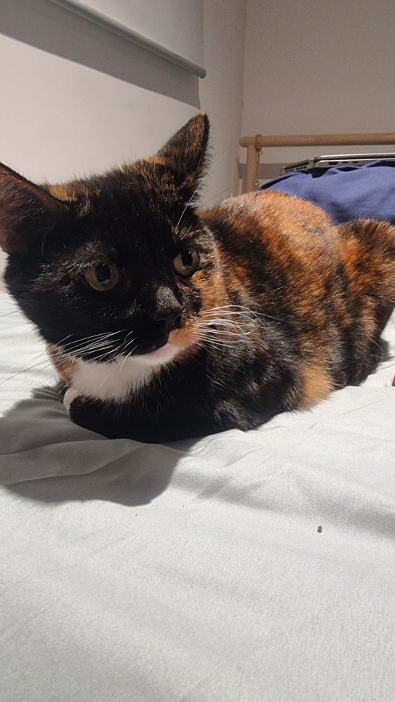 A very cute calico cat sitting in loaf position and side eyeing the camera like what