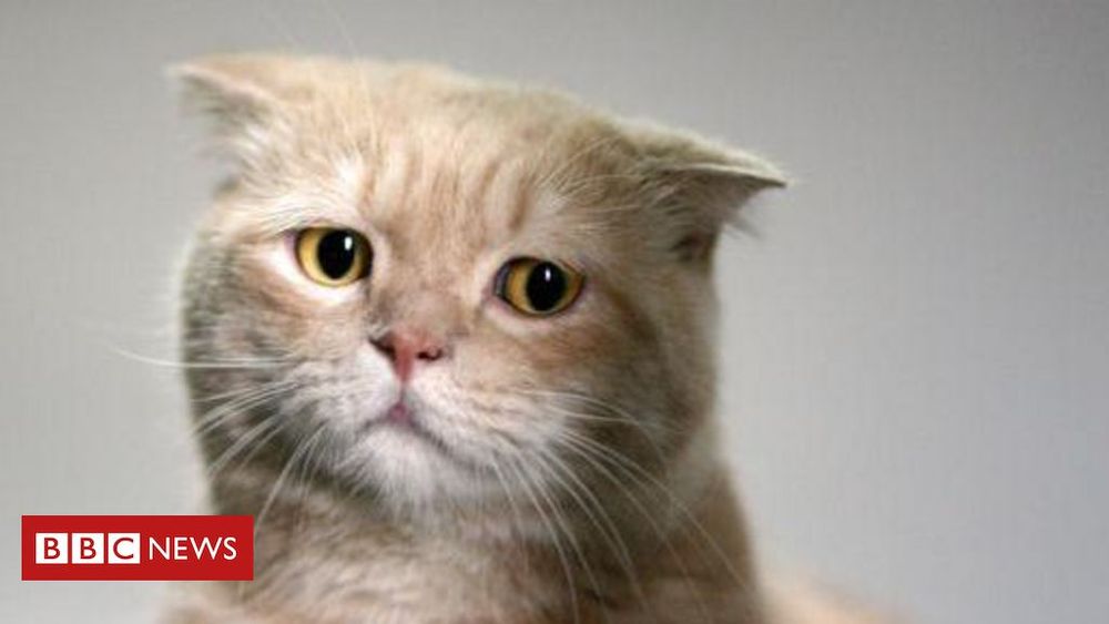 Gatos e outros animais sofrem com o luto? - BBC News Brasil