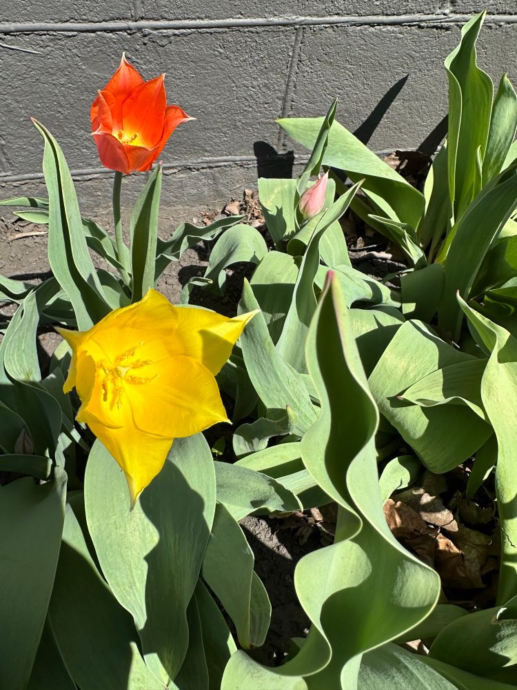 Yellow tulip open in the foreground and a red-orange tulip behind. One pink bud showing that will bloom soon. 