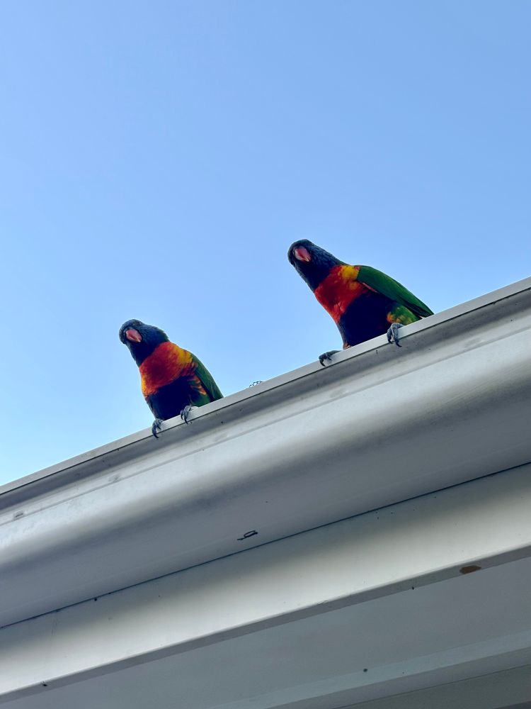 Two rainbow lorikeets perched on a roof looking at the camera