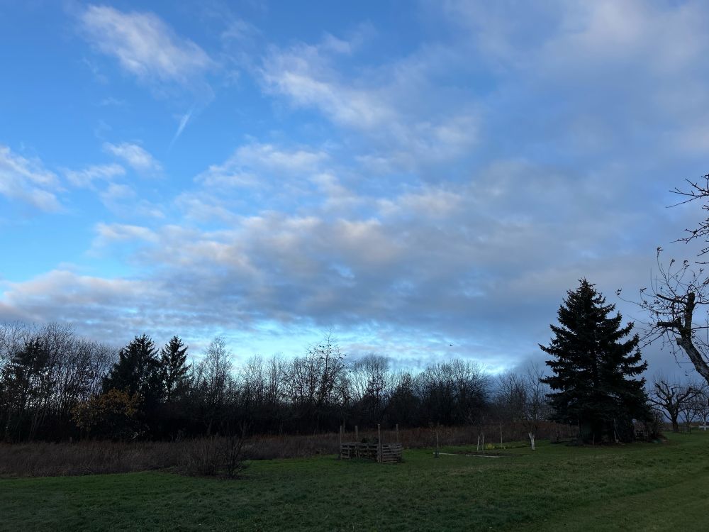Bäume vor Wolken, die aber nur zur Hälfte den Himmel bedecken. 