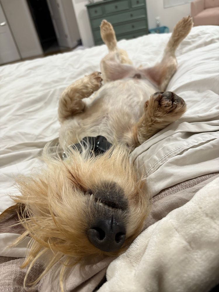 On a bed covered with gray sheets, a small wheaten Scottish terrier lays upside down with all his paws in the air and his nose facing the camera. 