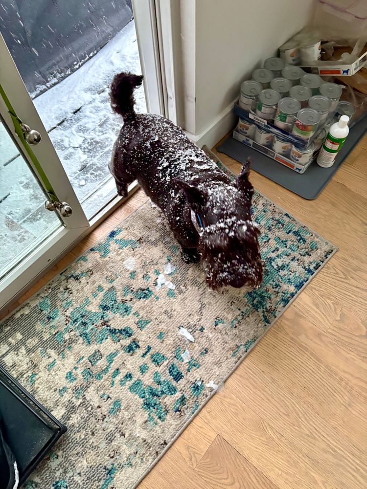 A small black Scottish terrier enters through a kitchen door completely covered in snow.