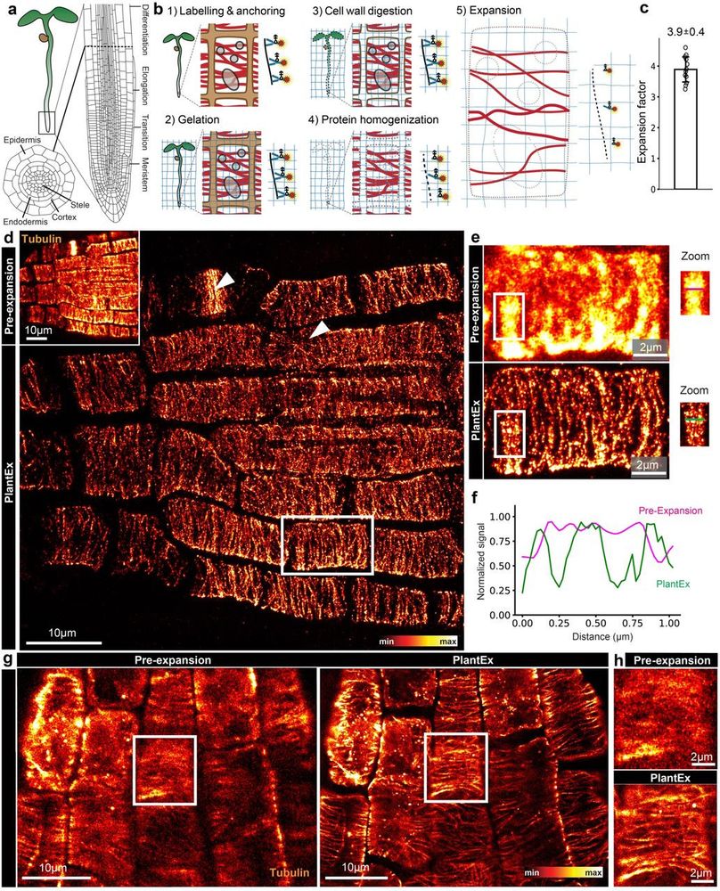 PlantEx provides sufficient resolution to visualize individual microtubules in expanded Arabidopsis thaliana roots.