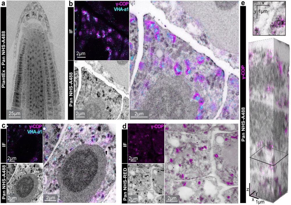 Pan-protein labeling reveals ultrastructure in expanded Arabidopsis thaliana roots.