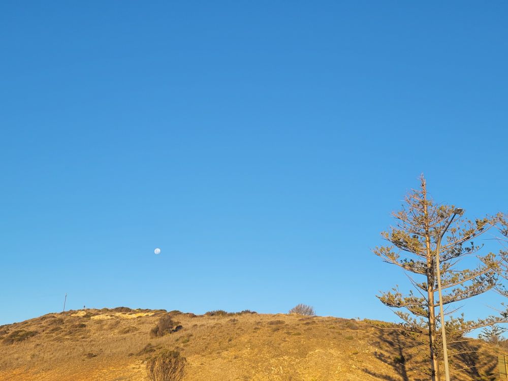 Right hand side  is the one spinky norfolk pine with two shadows on the hill. The almost full moon sits close to the top of the browning grass but the vegetation echoes the shape of the moon.