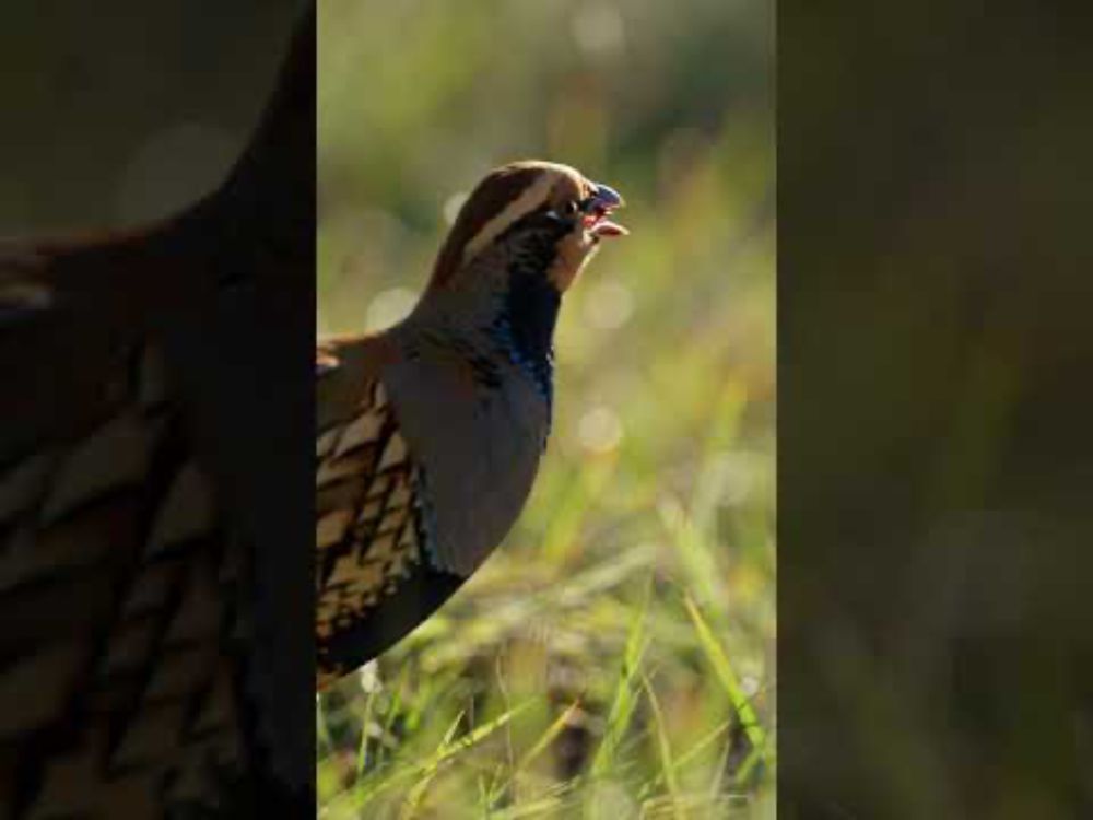 Keklikler Keneleri Yok Ediyor, Ama İnsanlar Keklikleri! #shorts