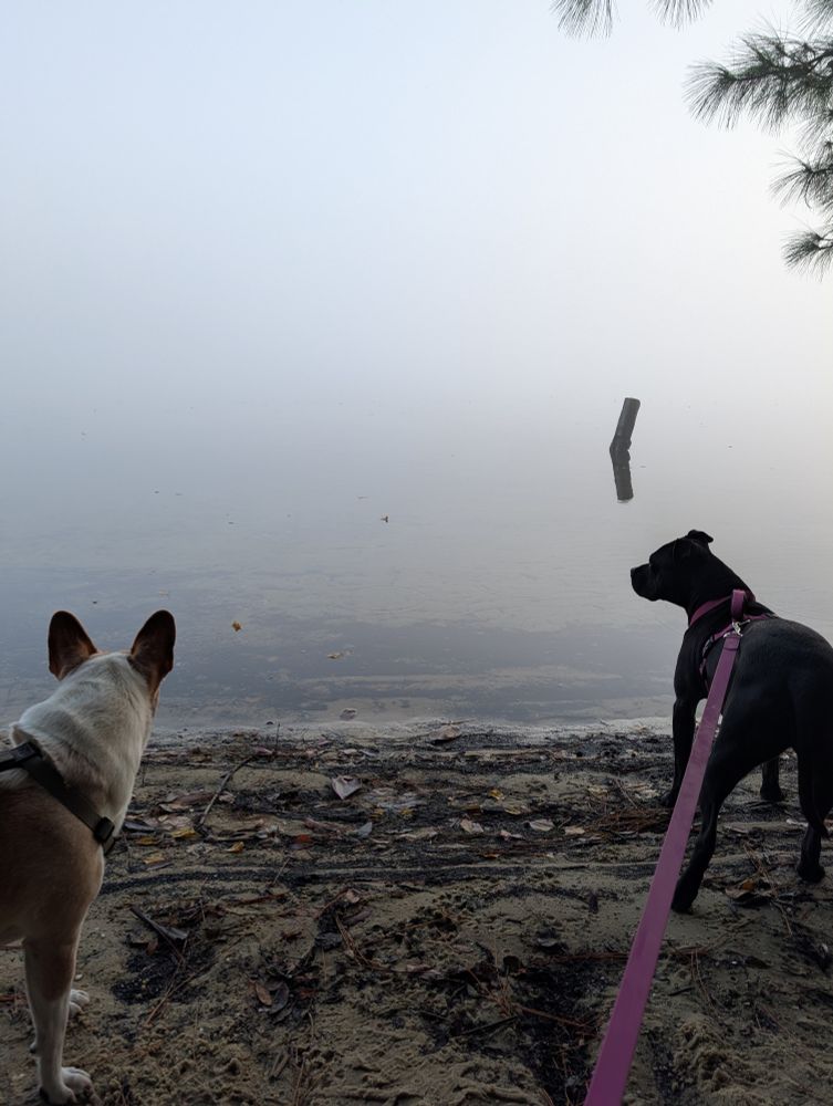Two dogs look out at the water, but only the first few feet can be seen as the rest is enveloped in a blanket of fog