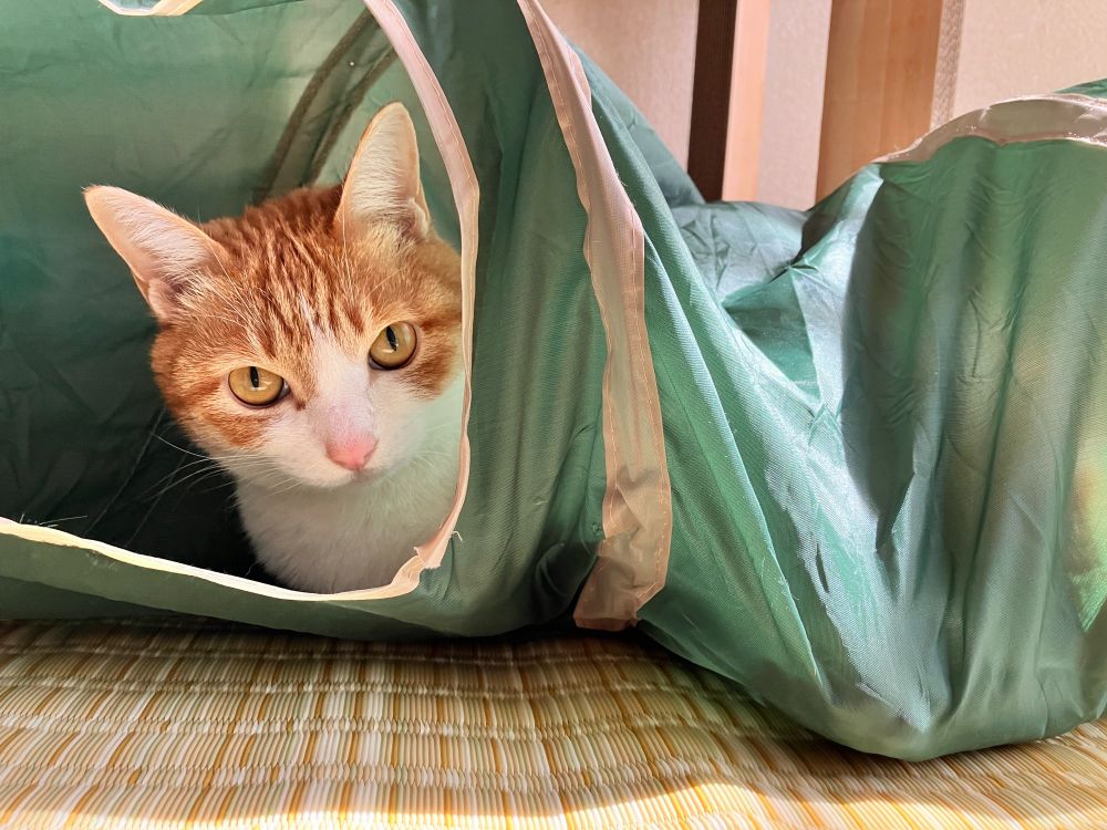 The cute cat in a cat tunnel.