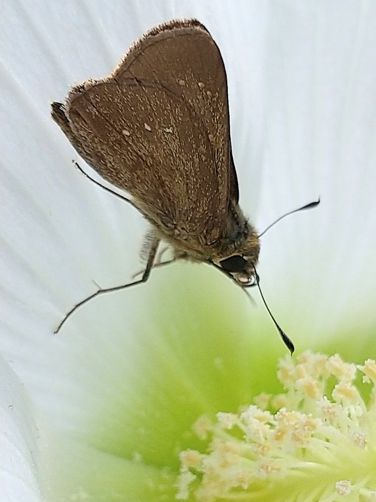 フヨウの花の中のチャバネセセリ。
