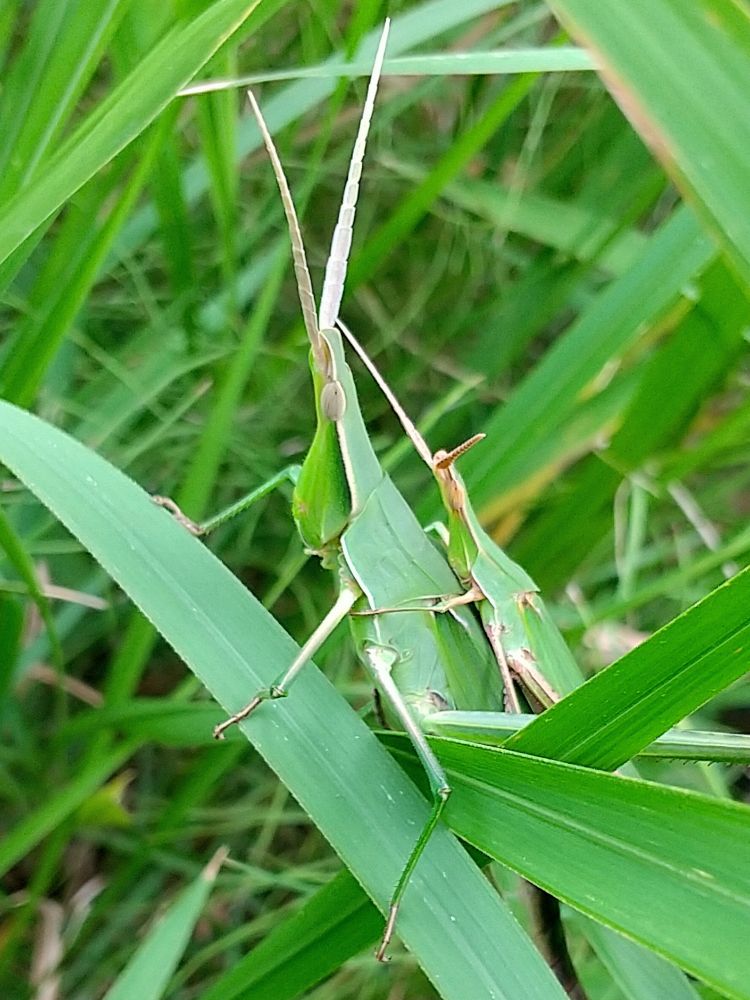 ショウリョウバッタのペア。