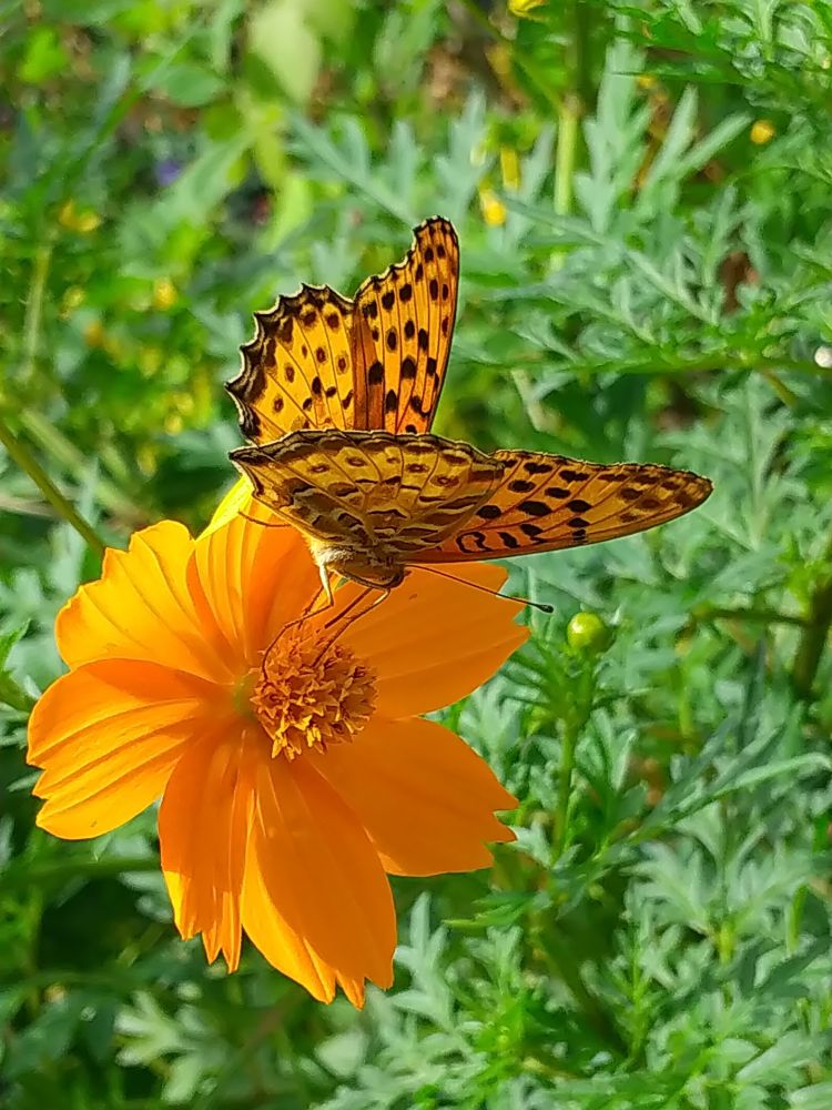 ツマグロヒョウモンのオス。