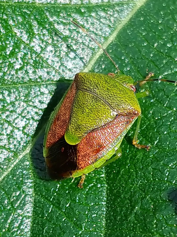 チャバネアオカメムシ。