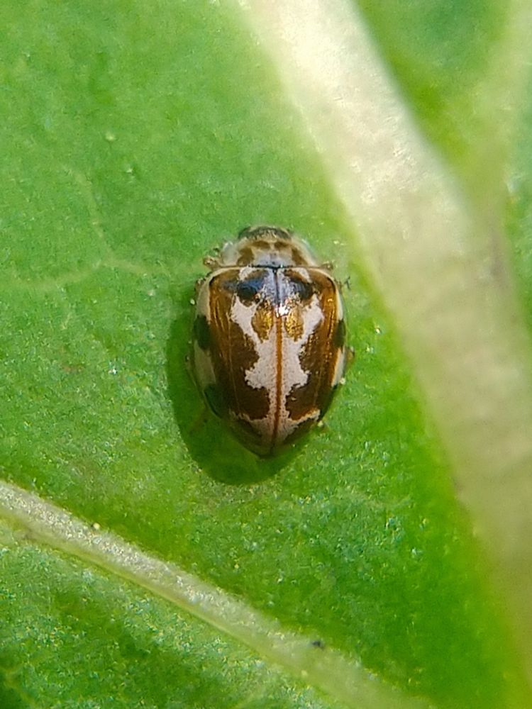 ベージュの地に茶色や金色の模様。