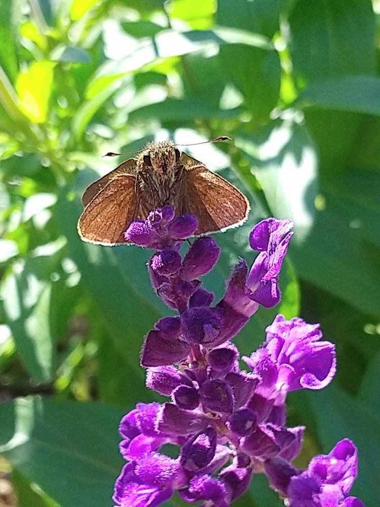 チャバネセセリ。