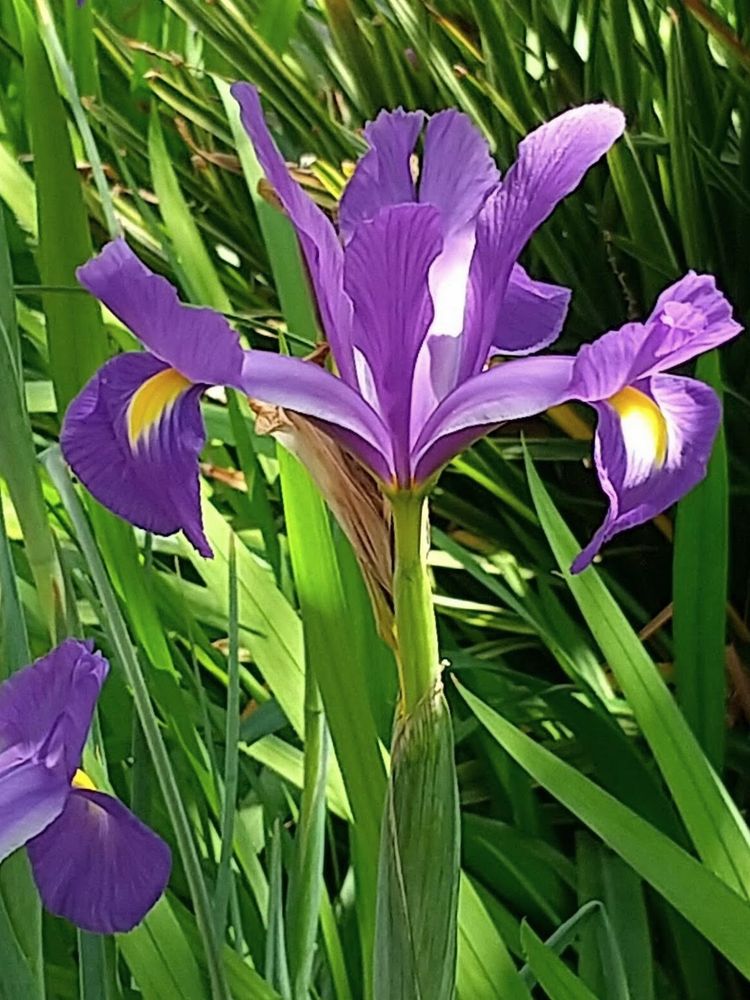 紫色のダッチアイリス。