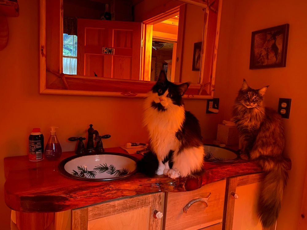Two Maine Coon cats, one a tuxedo and the other a tabby, sit on the edge of the bathroom counter in almost identical “Who me‽” poses.