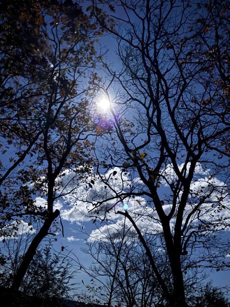 The Beaver Moon shines above and through two large oak trees, many of the leaves of which have fallen. The moonlight is so bright that it almost looks like a daytime shot, accentuating the whiteness of the nighttime clouds.