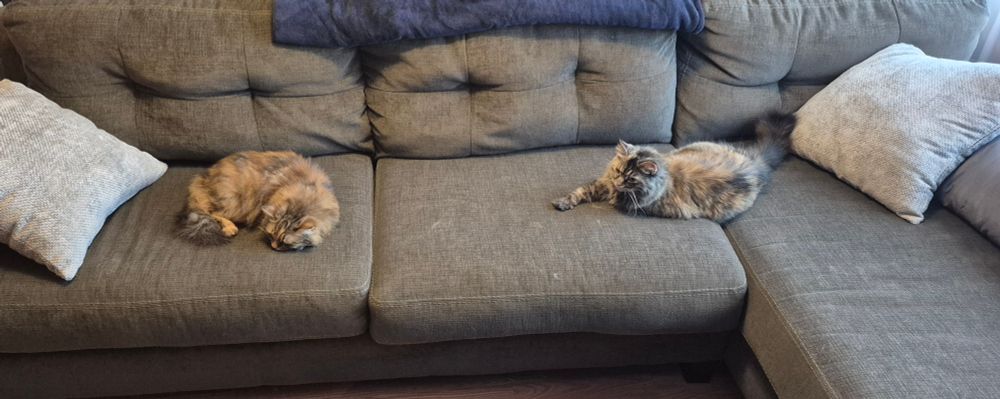 Two cats lounging on a couch 