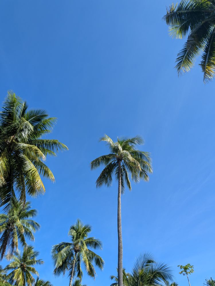 Azure blue sky with palm trees. No clouds. 