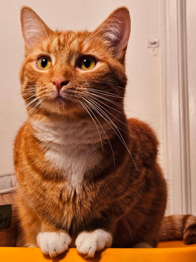 Short-haired orange cat
