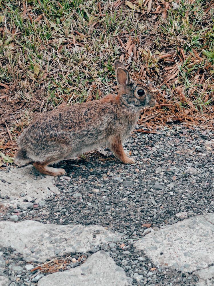 a brown and gray eastern cottontail rabbit crouching on a bit of crumbled asphalt and gravel next to a patch of grass. 