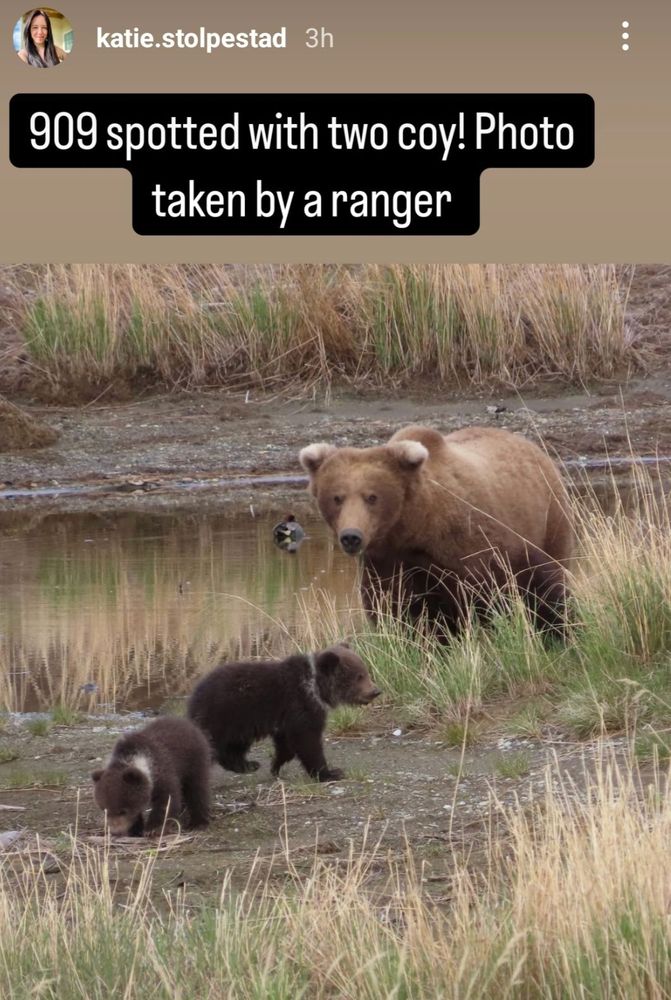 a screenshot from instagram user katie.stolpestad showing an image of a female alaskan brown bear in katmai national park with two tiny, dark brown cubs. the caption reads '909 spotted with two coy [cubs of the year]! photo taken by a ranger.'