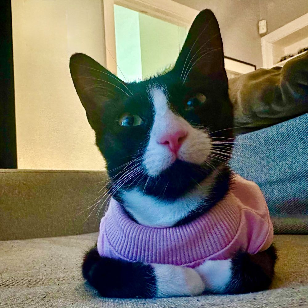Cute picture of a tuxedo cat with a heart shaped face. 