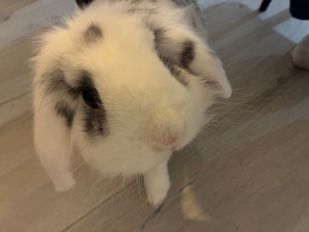 Photo d’un lapin bélier blanc avec des taches noires.