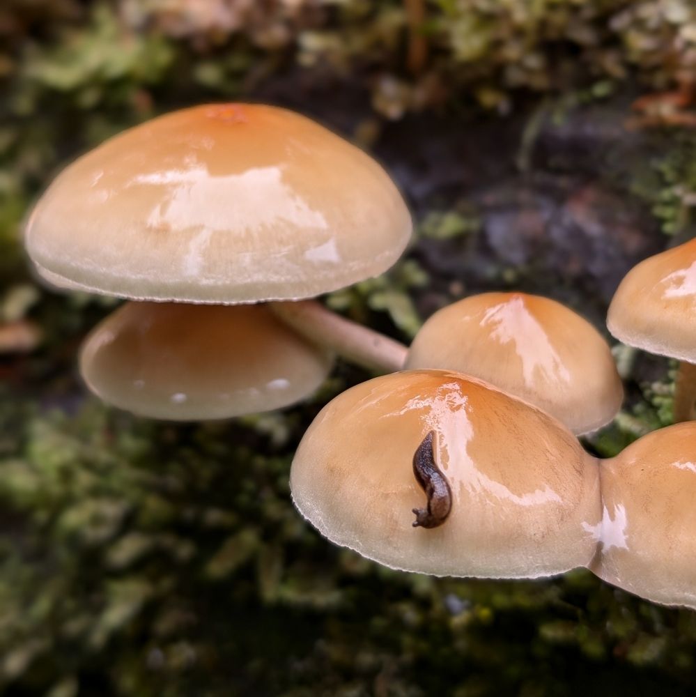 Tiny tiny slug on small glossy mushroom 