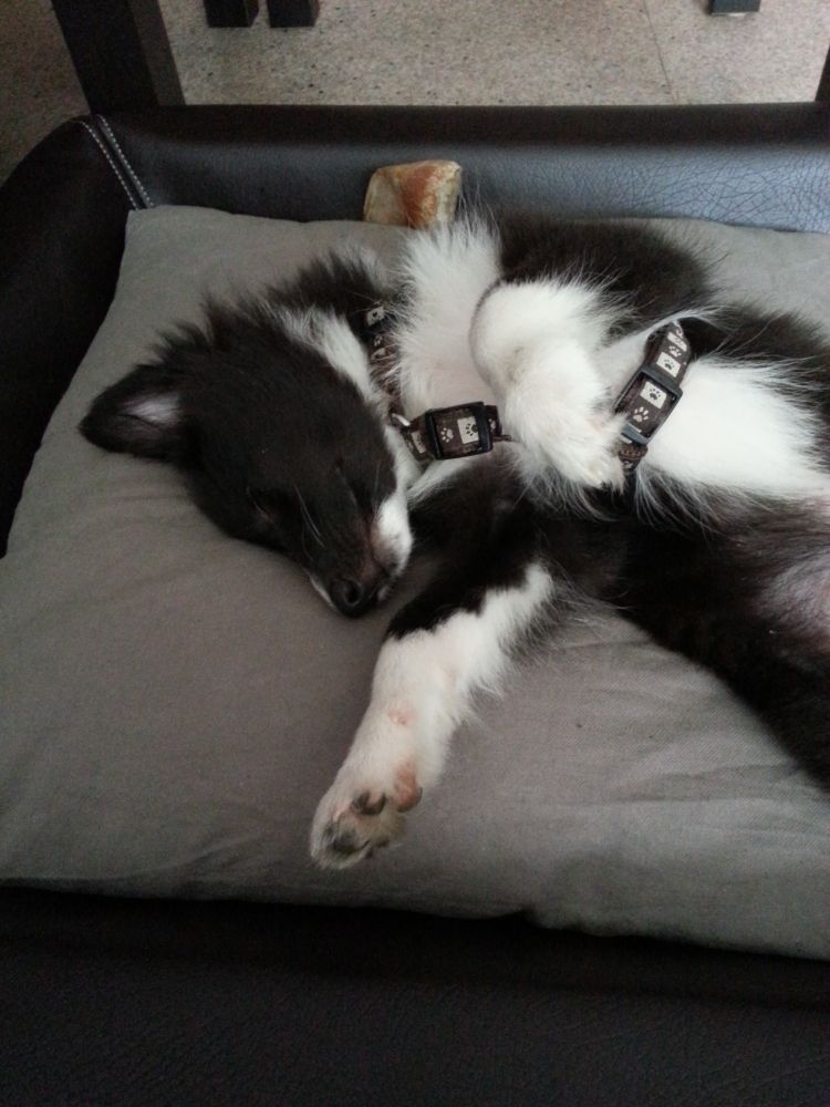 Bi-colored (black white) sheltie puppy sleeping on his bed while laying on it's back